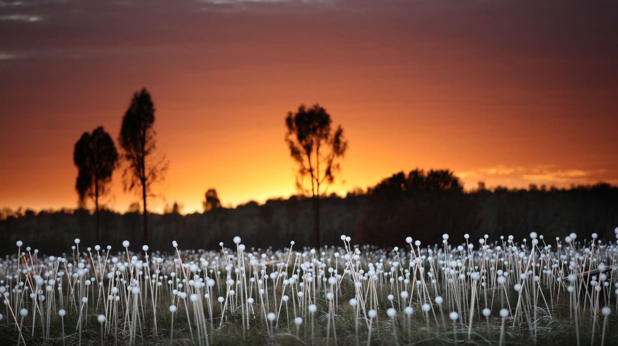 field-of-light-uluru-orange-sky