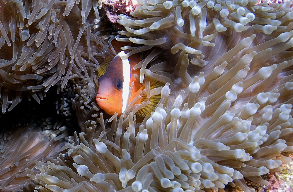 castaway-island-fiji-sealife1