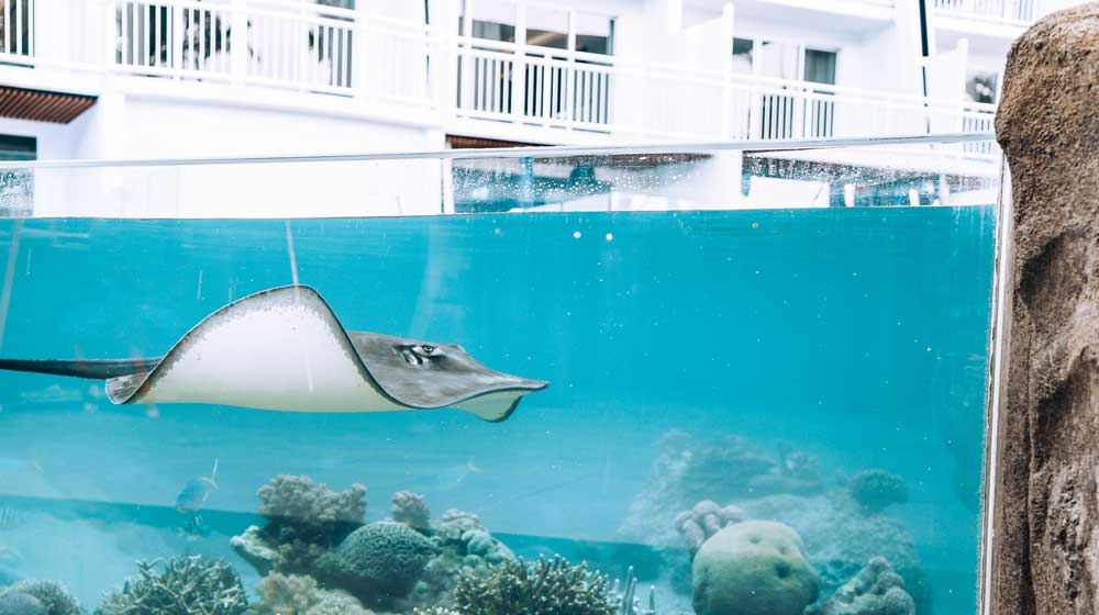 Living Reef | resident stingray