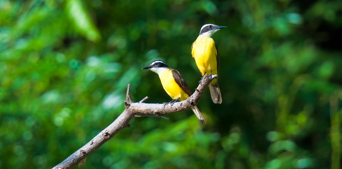 South America awareness