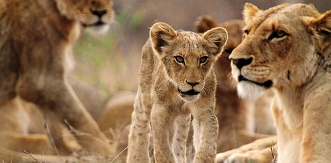 Seabourn 2028 World Cruise